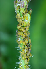 Colony of Cotton aphid (also called melon aphid and cotton aphid) Aphis gossypii on Crepis plant.
