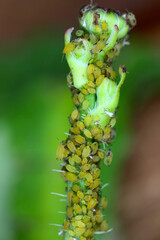 Colony of Cotton aphid (also called melon aphid and cotton aphid) Aphis gossypii on Crepis plant.
