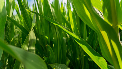 Selective close up of green corn plants on a summer day