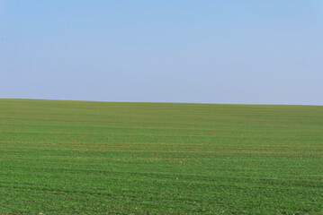 Green field with blue sky as background.