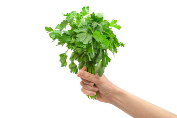 Fototapeta na wymiar A bunch of parsley in woman hand isolated on white background.