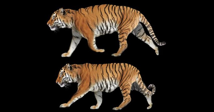 Set of tiger running and walking realistic animation. Isolated animal video including alpha channel allows to add background in post-production. Element for visual effects.