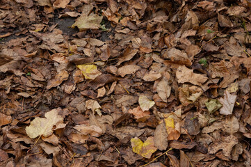 Autumn background: brown autumn leaves cover the ground
