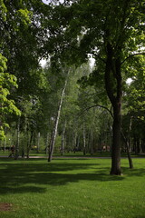 green well-groomed beautiful park near the lake