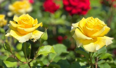 Yellow roses beautiful flowers in garden. Floribunda roses on flowerbed.