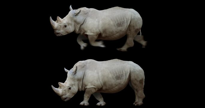 Set of rhinoceros running and walking realistic animation. Isolated rhino video including alpha channel allows to add background in post-production. Element for visual effects.