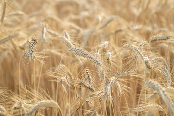 Rye (Secale cereale) ready for harvest.