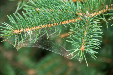 Naklejka na ściany i meble Branches of a coniferous tree. Spruce. Photo of nature.