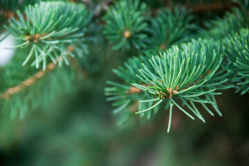 Naklejka na ściany i meble Branches of a coniferous tree. Spruce. Photo of nature.