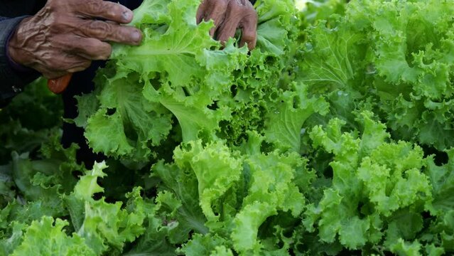 Slow motion of hands elderly farmer in the countryside picking vegetables in the vegetable plot in the morning-4k