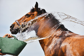 Horse washed down with splashes of cold water on a hot summer day