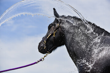 Black Fell Pony Horse being cooled with splashes of water