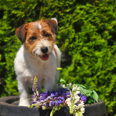 Smiling Jack Russell terrier 