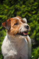 Smiling Jack Russell terrier 