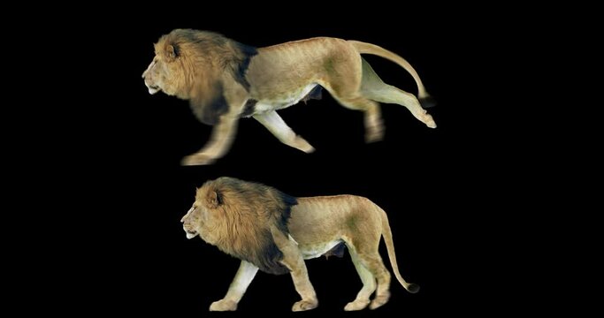 Set of lion walking and running realistic animation. An isolated animal video including an alpha channel allows to add background in post-production. Element for visual effects.