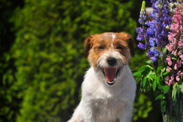 Smiling Jack Russell terrier 