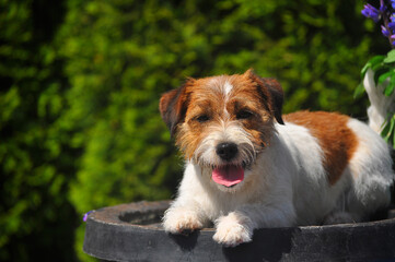 Smiling Jack Russell terrier 