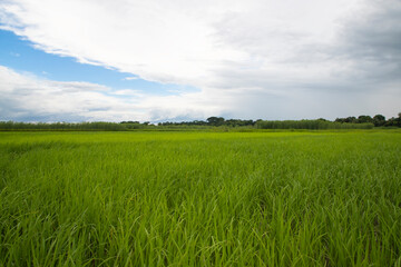 Obraz na płótnie Canvas Beautiful Green rice fields with contrasting Cloudy skies