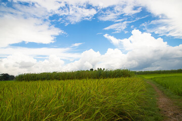 Fototapeta premium Beautiful Green rice fields with contrasting Cloudy skies