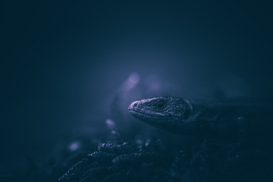 portrait of a lizard dark rendering