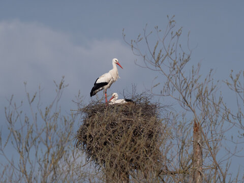 Storks aloft