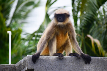 A beautiful monkey on the roof of the house