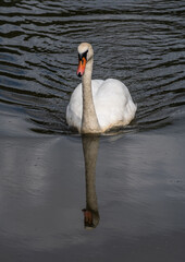 Swan swimming forward on grey background with reflection