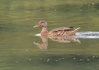 Female gadwall swimming in Lake with reflection