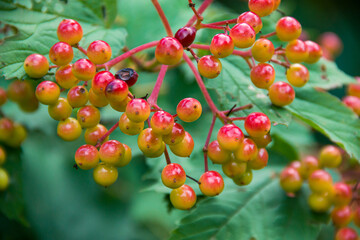 Unripe viburnum berries. Red viburnum. Photo of nature. Closeup of viburnum.