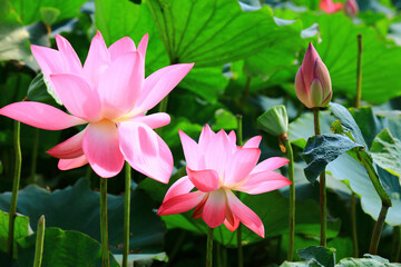 beautiful view of blooming Lotus flowers,close-up of pink lotus flowers blooming in the pond in summer