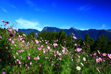 Obraz na płótnie Canvas beautiful scenery of Cosmos bipinnatus(Garden cosmos,Mexican aster) flowers with mountains and blue sky,many colorful flowers blooming in the valley at sunny summer 