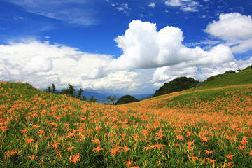 beautiful scenery of Daylily(Hemerocallis fulva,Orange Daylily) flowers with blue sky and white...