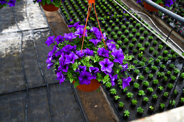 Fototapeta na wymiar Violet petunia flowers plant in hanging flower pot in nursery. Growing flowers