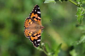 Painted lady butterfly (Vanessa cardui) with open wings.