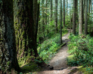 Fototapeta premium Narrow hiking trail or footpath in forest. Lush green pacific northwest rainforest scenery in summer with tall trees and bushes. Hiking or biking trail in North Vancouver, BC, Canada. Selective focus