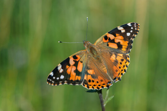 Dorsal view on a painted lady butterfly (Vanessa cardui).