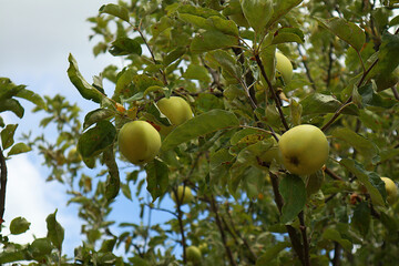 Tasty sweet ripe apples on tree
