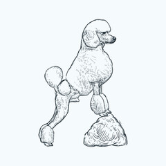 Vintage hand drawn sketch poodle dog