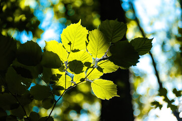 Zielone letnie liście drzewa na tle lasu