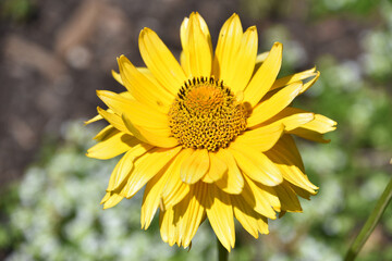 Obraz premium Brilliant Yellow False Sunflower Blooming and Flowering