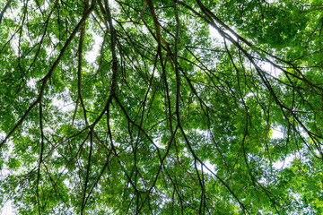 Obraz premium Bottom view of green leaves nature background.