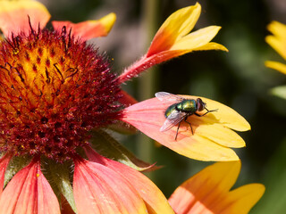 Lucilia sericata Green bottle fly on flower
