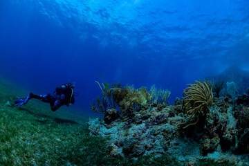 Naklejka na ściany i meble Scuba diver with reef and fish