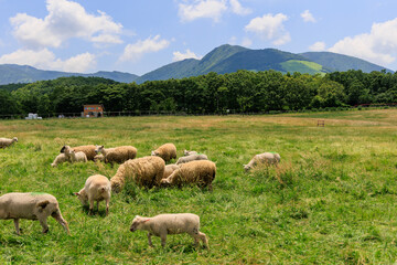 牧場に放牧された羊