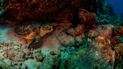turtle hiding on the reef