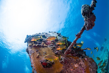 Tropical fish swimming around an underwater wreck 