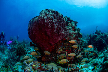 coral reef in the sea with tropical fish
