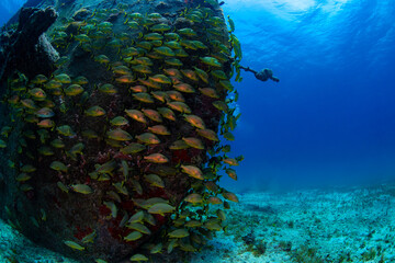 Ceasar grunts swimming near a wreck