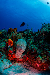 coral reef with vase sponge