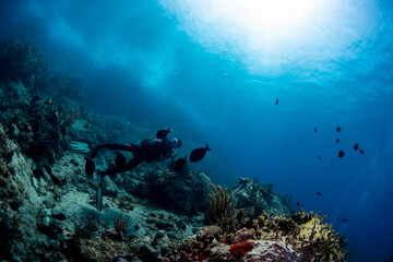 scuba diver and coral